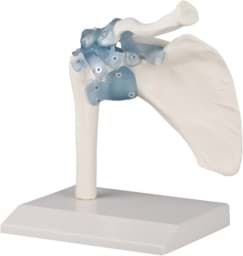 Zeige Details für Schultergelenk, 16 x 13 x 18,5cm / 0,5 kg Bild von Schultergelenk, 16 x 13 x 18,5cm / 0,5 kg